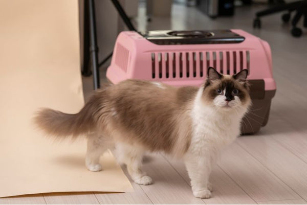 Các loại chuồng nuôi mèo giá rẻ