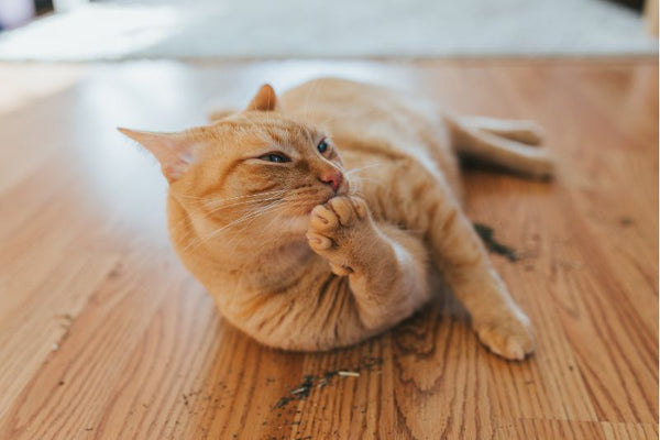nên cho mèo sử dụng cỏ mèo tươi hay khô