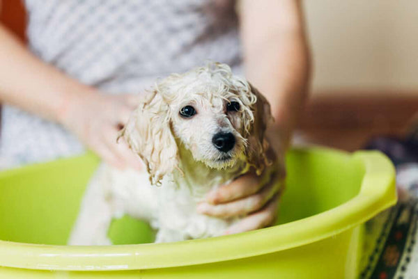 sua-tam-cho-poodle