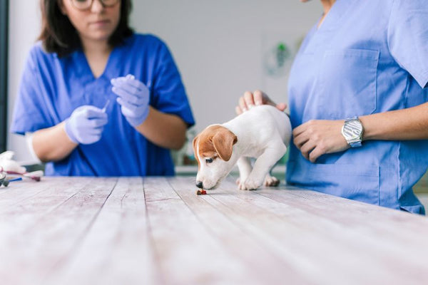 những dấu hiệu cần tẩy giun ở chó mèo