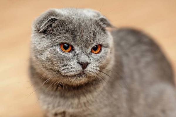 Meo-tai-cup-Scottish-Fold