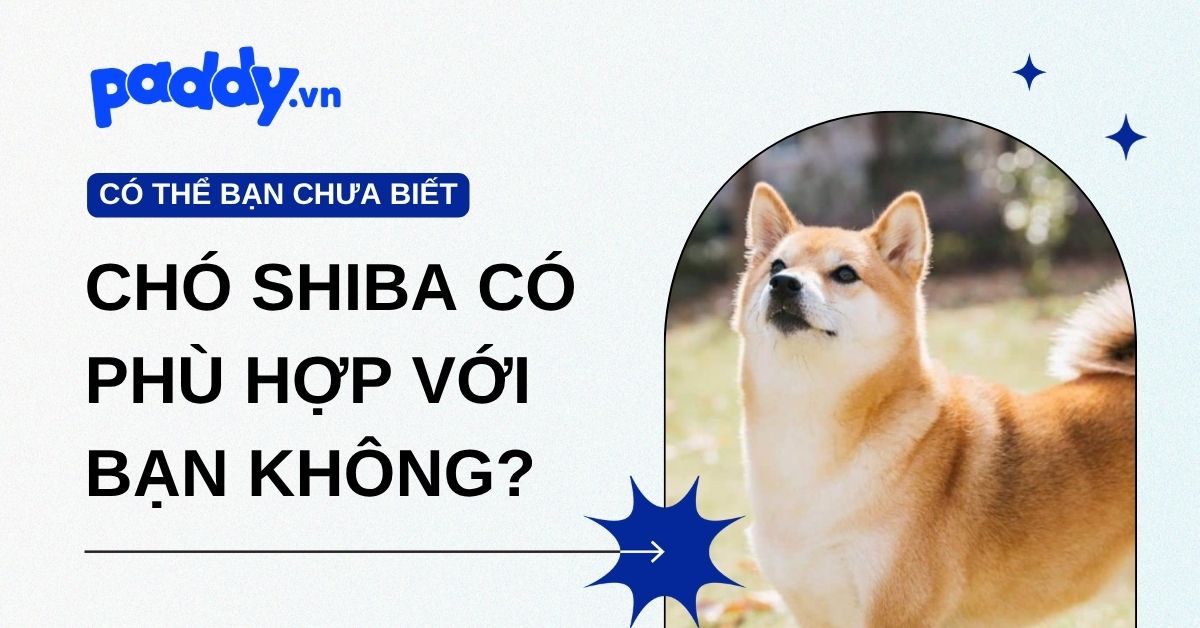Chó Shiba có phù hợp với bạn không?