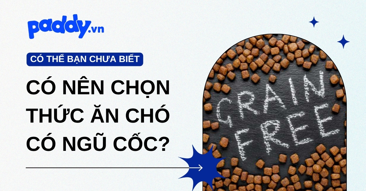 Nên chọn thức ăn cho chó chứa ngũ cốc hay không ngũ cốc?