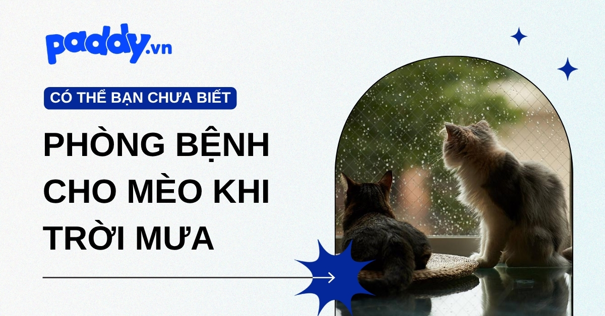 Phòng bệnh cho mèo khi trời mưa