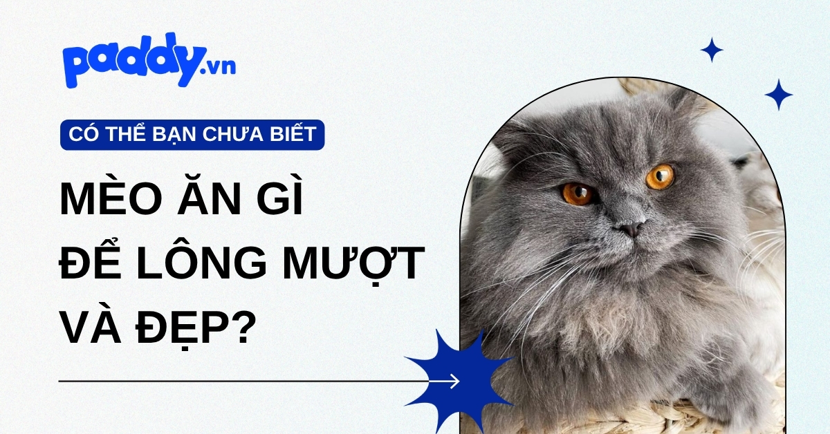 Mèo ăn gì để lông mượt, đẹp?
