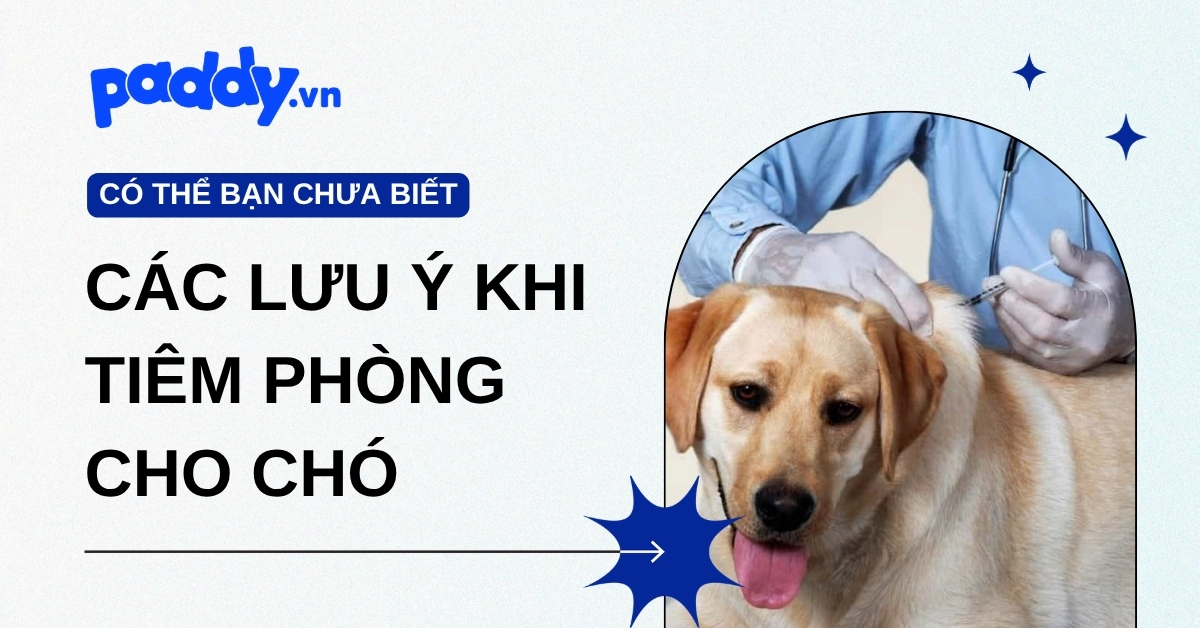 Lịch Tiêm Phòng Cho Chó Và Các Lưu Ý Khi Tiêm Phòng