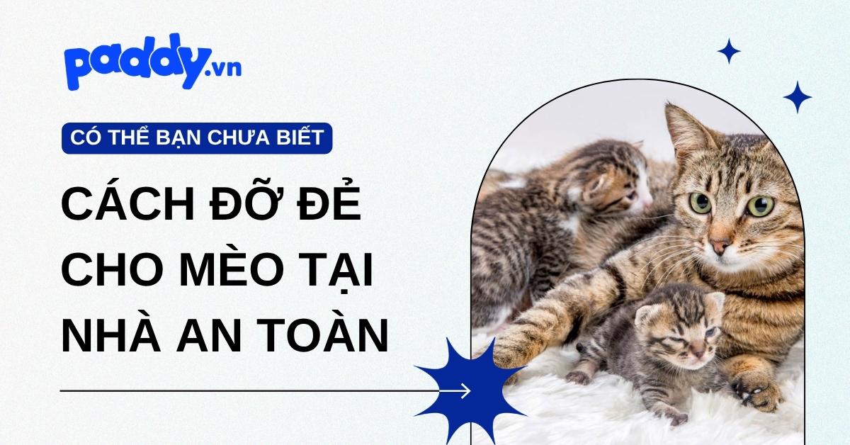 Cách Đỡ Đẻ Cho Mèo Tại Nhà An Toàn