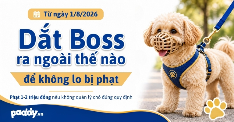 Tuân thủ luật mới từ 1/8: Dắt Boss ra ngoài sao cho an toàn, văn minh và không lo bị phạt?