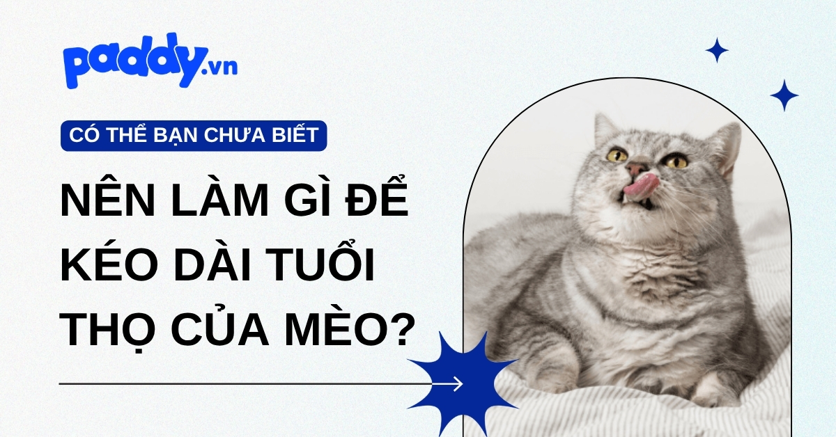 Nên làm gì để kéo dài tuổi thọ của mèo?