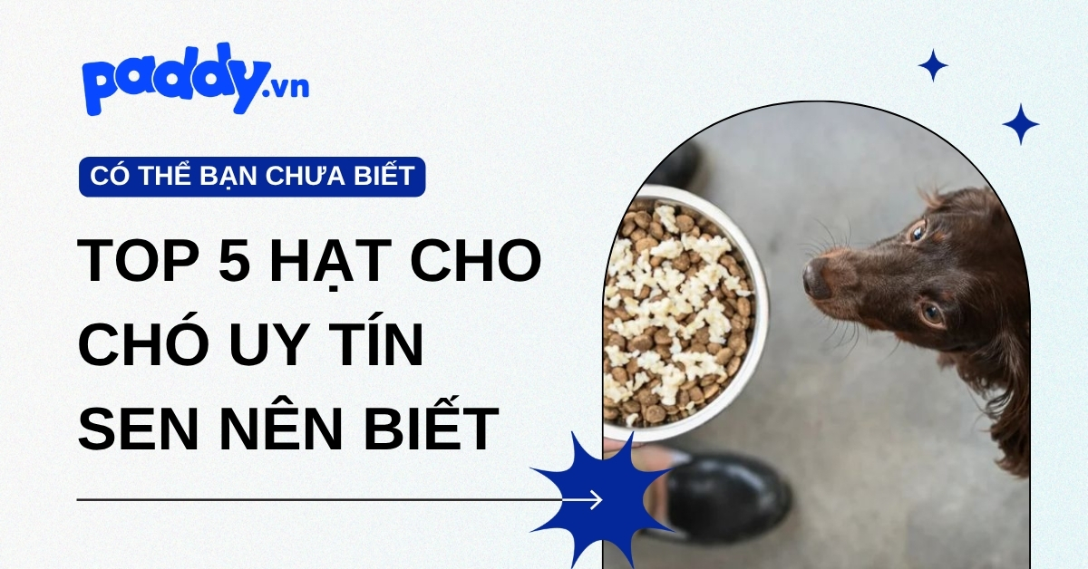 Bật mí Top 5 hãng hạt cho chó uy tín Sen nên biết năm 2026