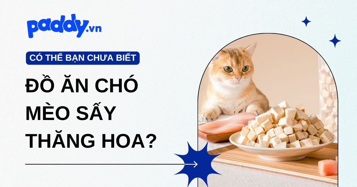 Sen biết gì về đồ ăn chó mèo sấy thăng hoa?