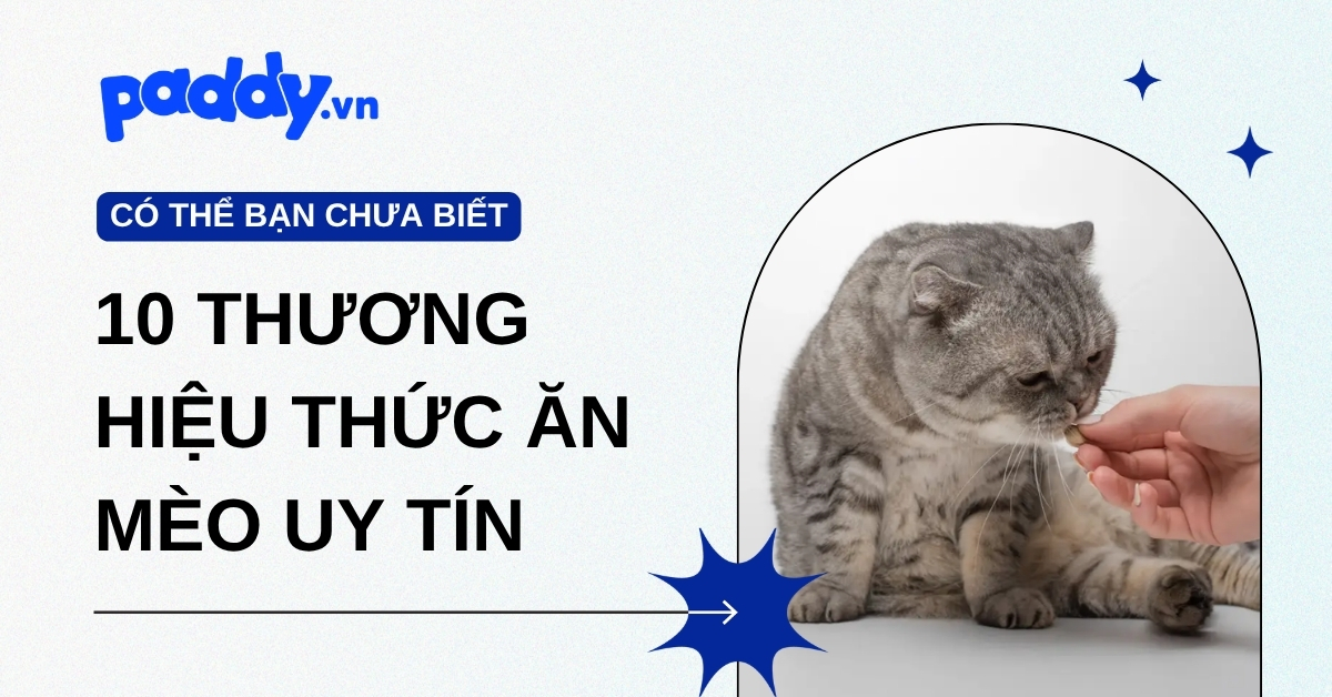 Top 10 thương hiệu thức ăn cho mèo uy tín Sen nên biết năm 2026