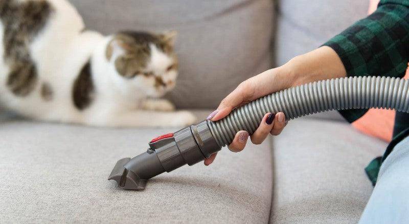 Làm thế nào để giữ nhà luôn sạch sẽ khi nuôi mèo?
