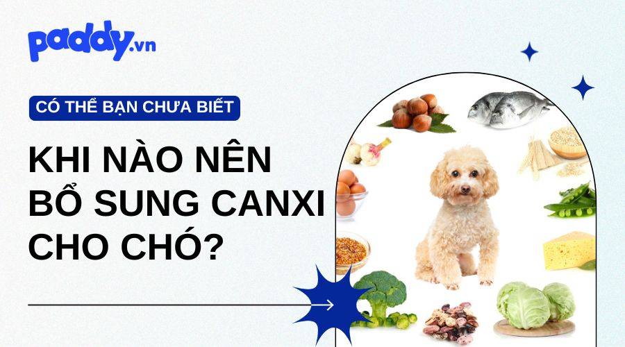 Khi Nào Nên Bổ Sung Thêm Canxi Cho Chó?