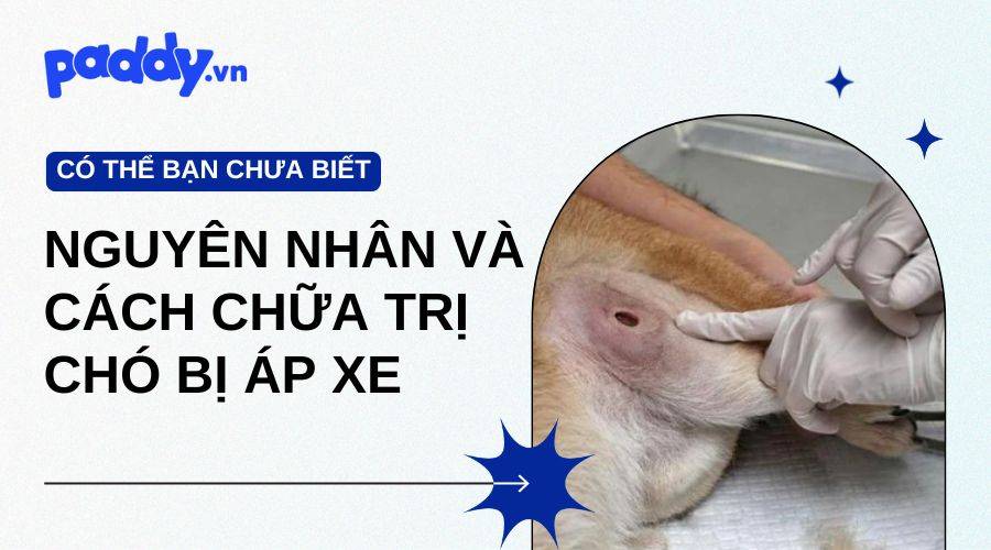 Chó Bị Áp Xe - Nguyên Nhân Và Cách Chữa Trị Hiệu Quả