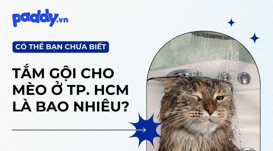 Giá Tắm Cho Mèo Tại Thành Phố Hồ Chí Minh
