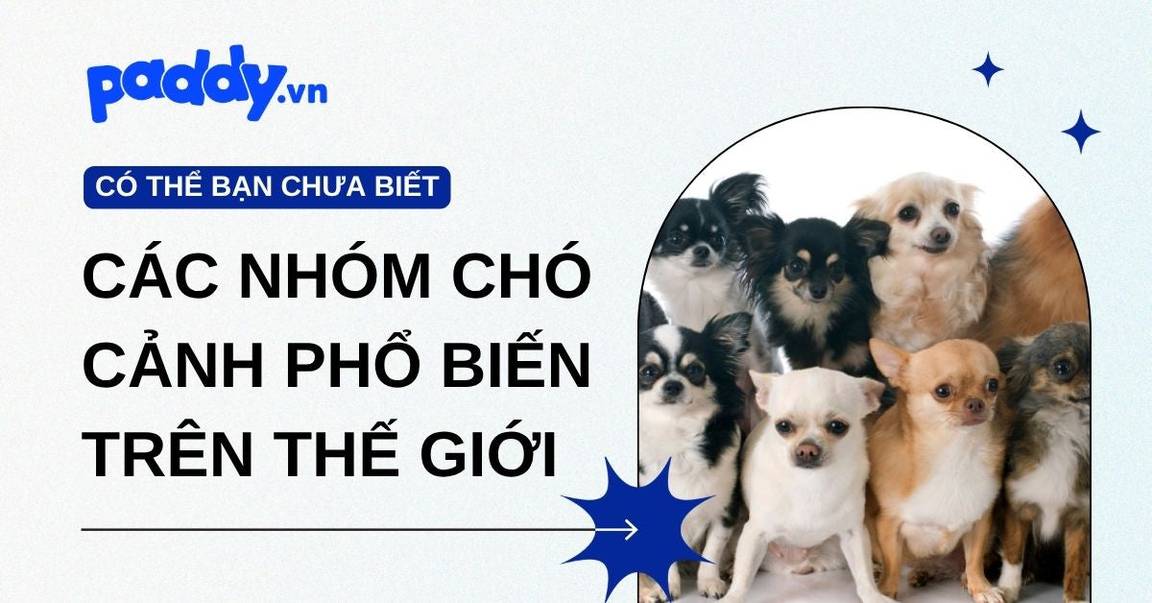Phân loại các nhóm chó cảnh phổ biến trên thế giới