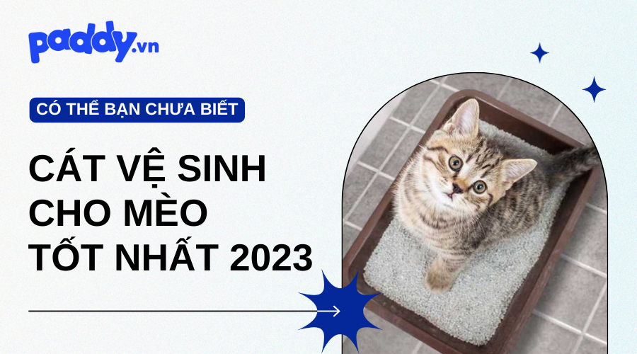 Các Loại Cát Vệ Sinh Cho Mèo Tốt Nhất 2023