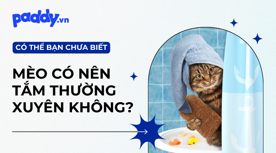 Có Nên Tắm Cho Mèo Thường Xuyên Hay Không?