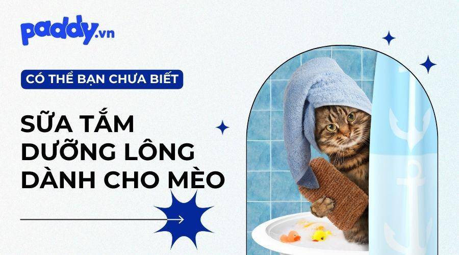 Top sữa tắm cho mèo khử mùi tốt, hương thơm lâu