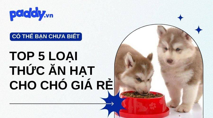 Top 5 Loại Thức Ăn Hạt Cho Chó Giá Rẻ