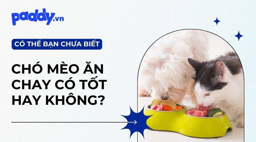Có Nên Cho Chó, Mèo Ăn Chay Không?