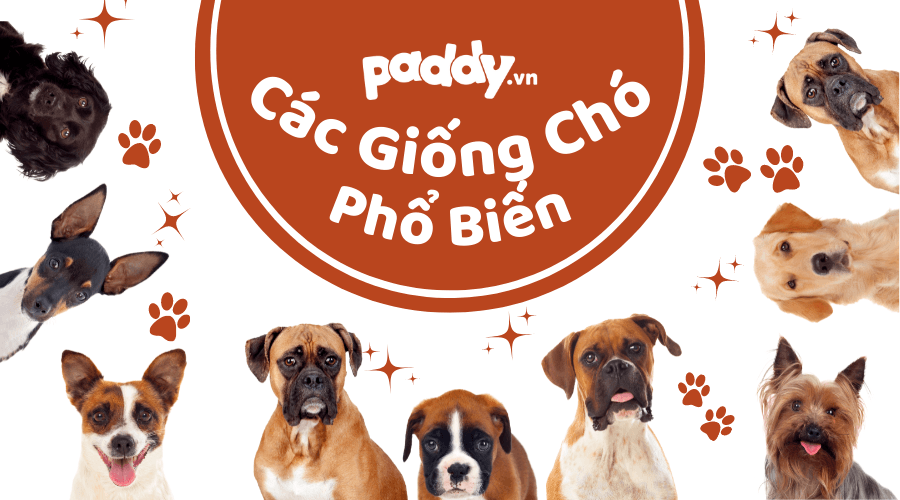 Một Số Giống Chó Cảnh Phổ Biến Dễ Chăm Sóc
