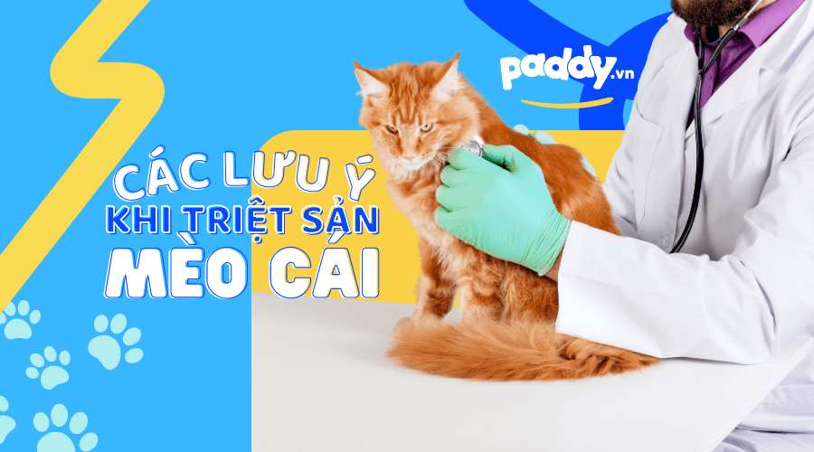 Những Điều Cần Biết Khi Triệt Sản Mèo Cái