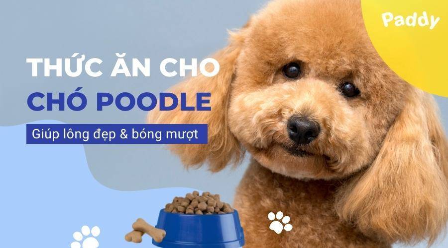 Top 10 loại thức ăn cho chó Poodle giúp lông đẹp, bóng mượt