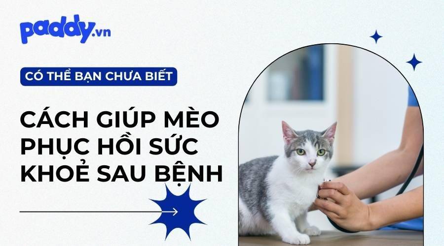 Cách Giúp Mèo Phục Hồi Sức Khỏe Sau Bệnh