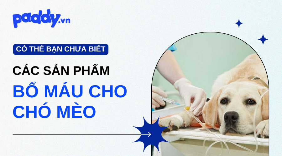 Sản Phẩm Bổ Máu Cho Chó Mèo Hiệu Quả