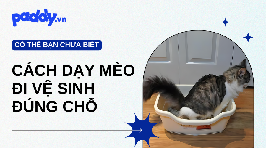 Cách dạy mèo đi vệ sinh đúng chỗ