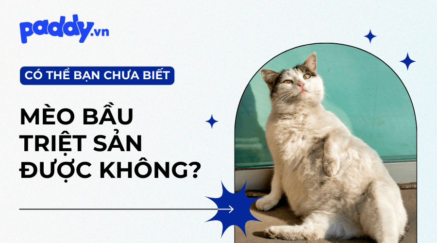 Mèo Đang Có Bầu Có Thể Triệt Sản Không?