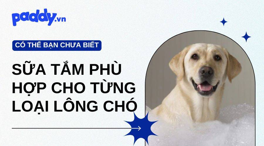 Gợi Ý Các Loại Sữa Tắm Phù Hợp Cho Từng Loại Lông Chó