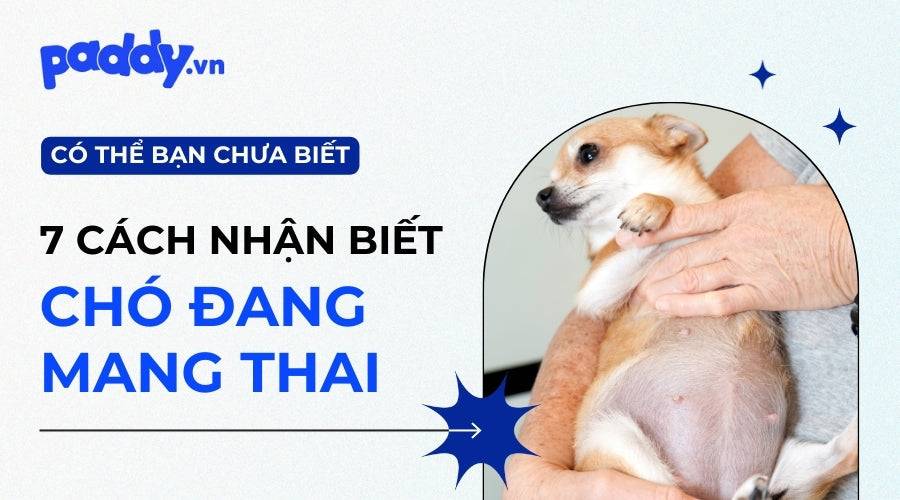 Nhận Biết Chó Mang Thai Qua 7 Dấu Hiệu