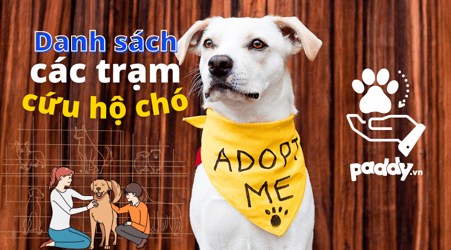 Các Trạm Cứu Hộ Chó Đáng Tin Cậy