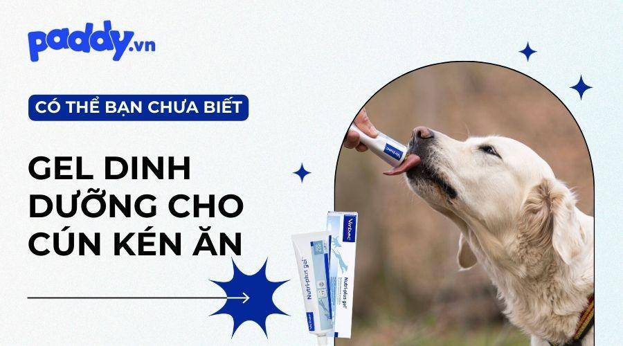 Top 6 gel dinh dưỡng tốt nhất dành cho chó biếng ăn