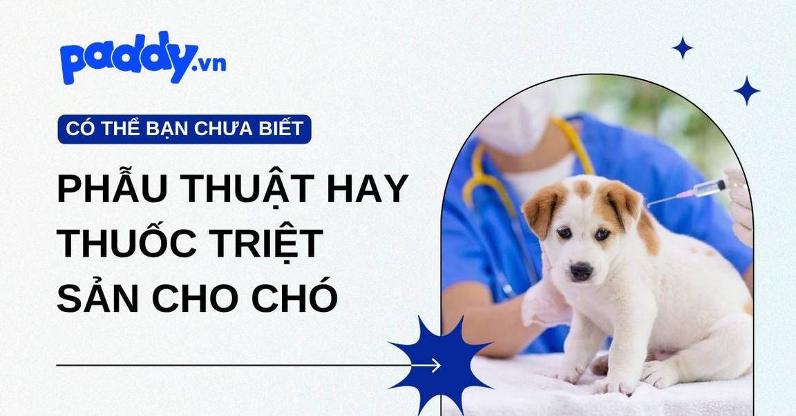 Phẫu thuật hay dùng thuốc triệt sản chó: Cách nào an toàn và hiệu quả hơn?