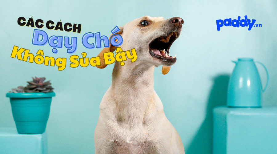 Cách Dạy Chó Không Sủa Bậy Hiệu Quả