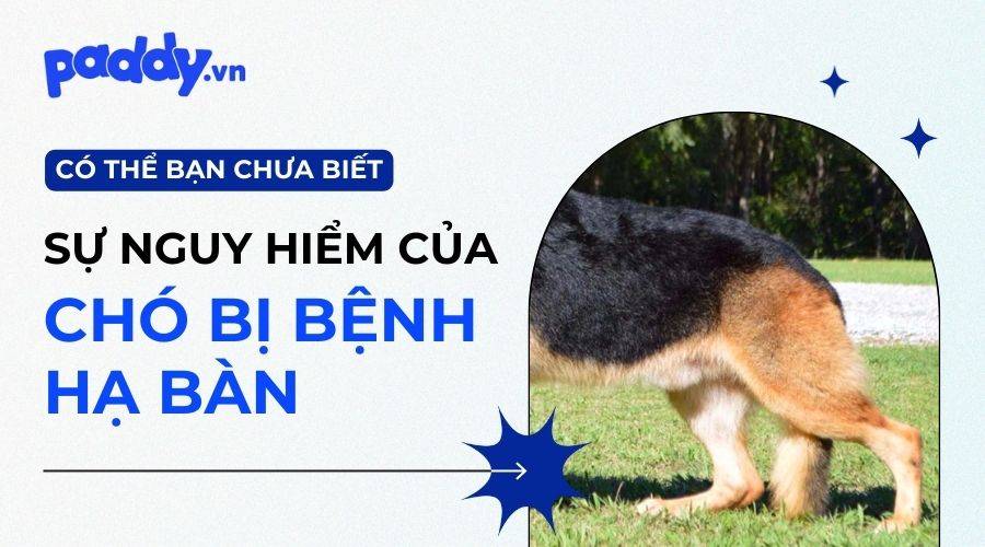 Phân Biệt Chó Chân Vòng Kiềng Với Chó Bị Hạ Bàn