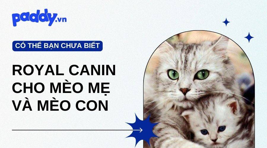 Top 3 Sản Phẩm Thức Ăn Cho Mèo Mẹ Và Mèo Con - Royal Canin Baby Cat