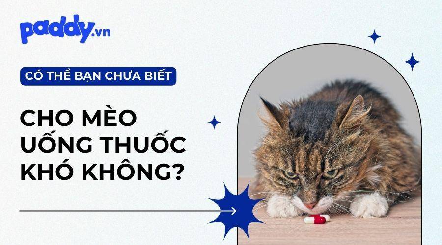 Cách Cho Mèo Uống Thuốc Một Cách Dễ Dàng Và An Toàn