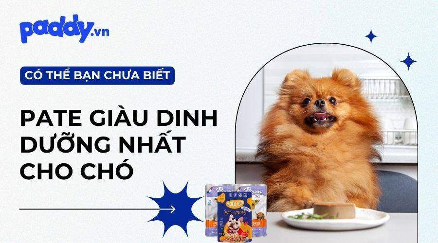 Top 12 loại pate cho chó giàu dinh dưỡng nhất hiện nay