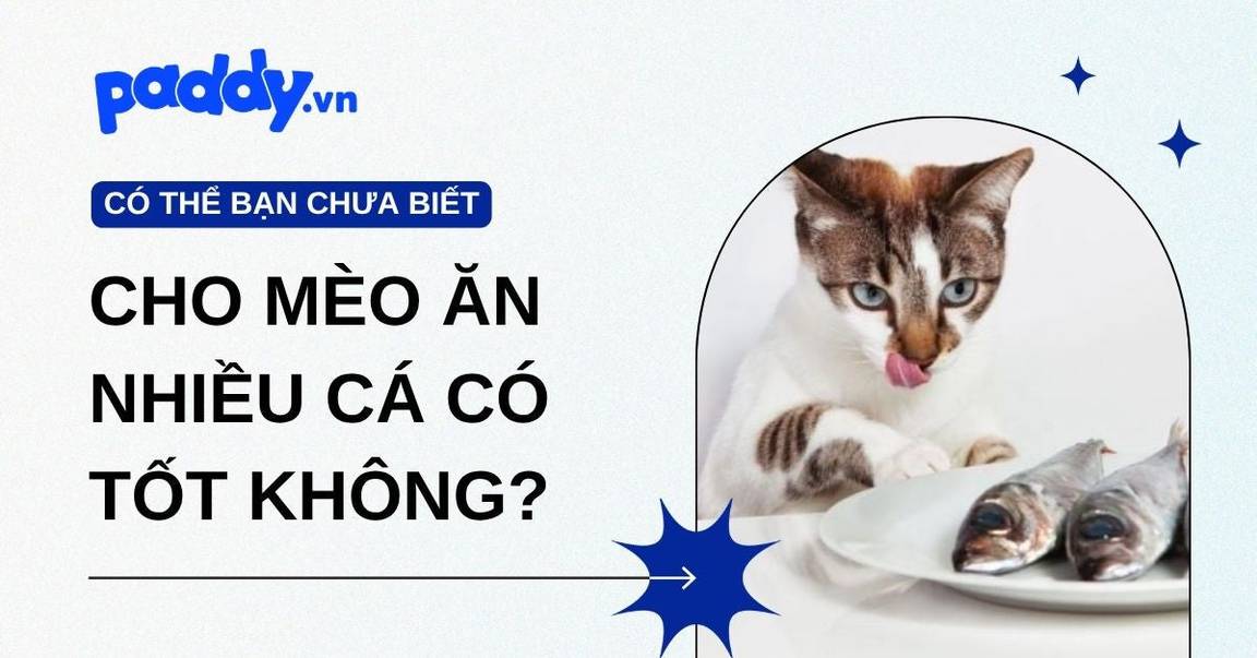Cho mèo ăn nhiều cá có tốt không?