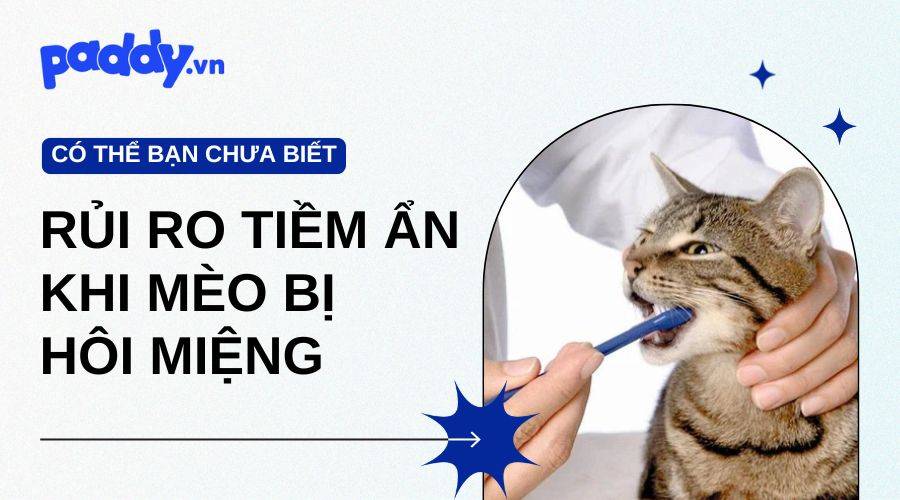 Rủi ro tiềm ẩn bên trong khi mèo bị hôi miệng