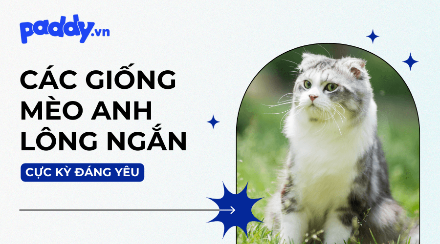 Các giống mèo Anh lông ngắn cực kỳ đáng yêu