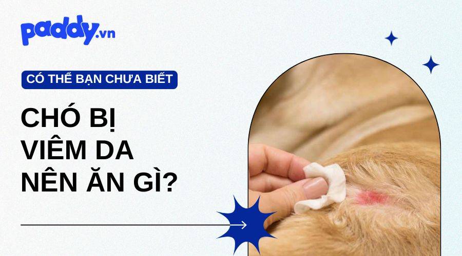 Chó Bị Viêm Da Nên Ăn Gì?