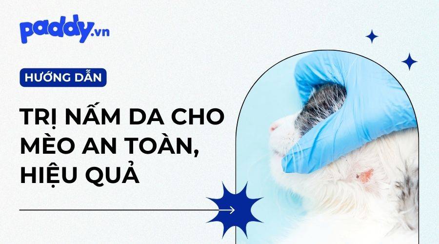 Cách Trị Dứt Điểm Mèo Bị Nấm Da An Toàn, Hiệu Quả
