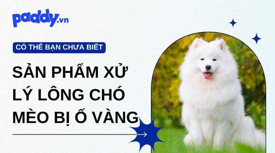 Top Những Sản Phẩm Xử Lý Lông Bị Ố Vàng Ở Chó Mèo