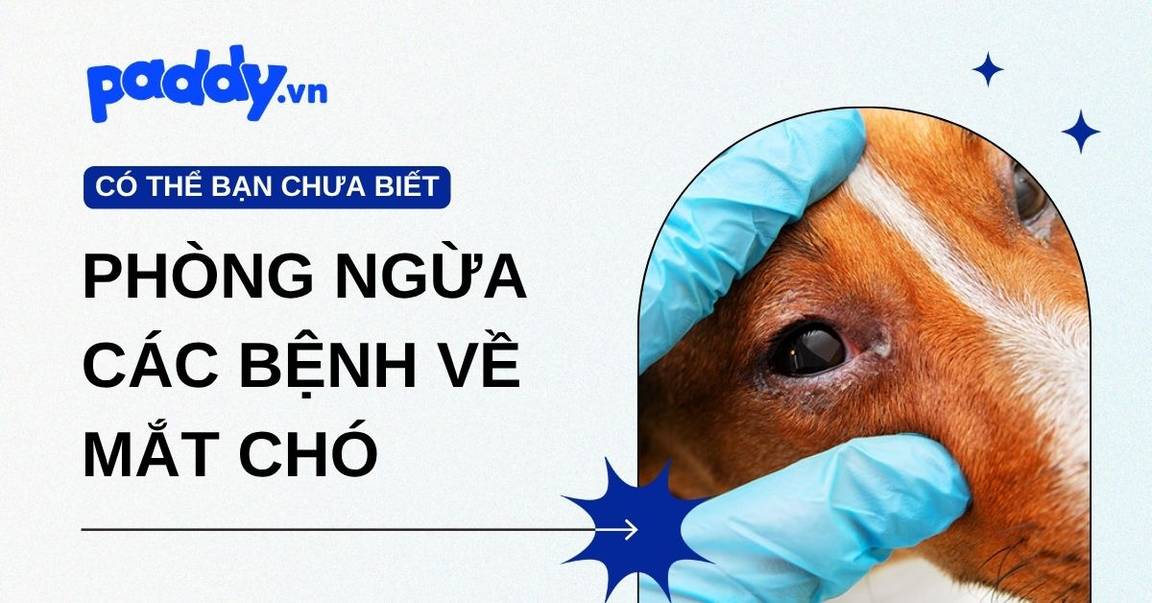 Dấu hiệu nhận biết và cách phòng ngừa các bệnh về mắt chó